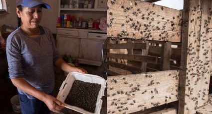 FOTOS: Plaga de moscas en desierto potosino invade comunidades