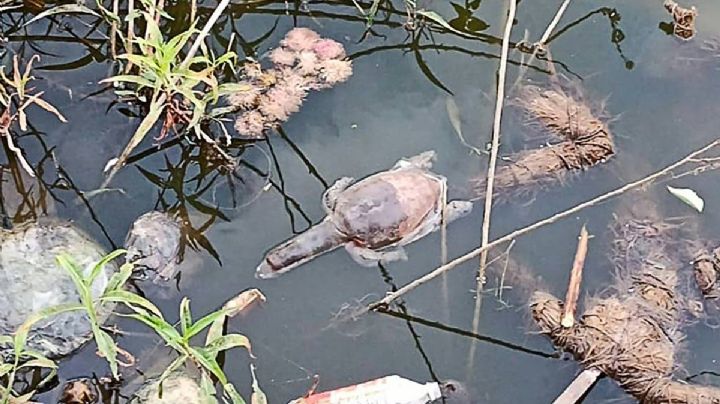 En India habitantes envenenan tortugas marinas para evitar que coman peces