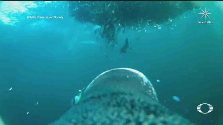 VIDEO: Colocan cámara en pingüino Papúa y captan increíbles imágenes submarinas