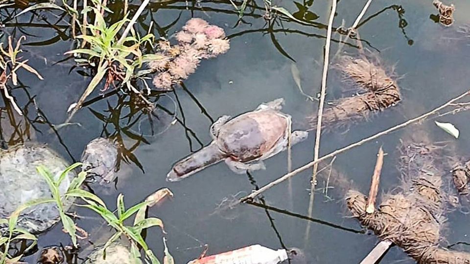 Al menos 57 tortugas estaban muertas