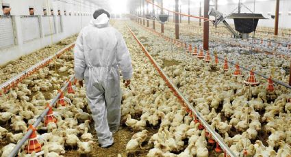 En Italia sacrifican 18 millones de aves en granjas por epidemia de gripe aviar