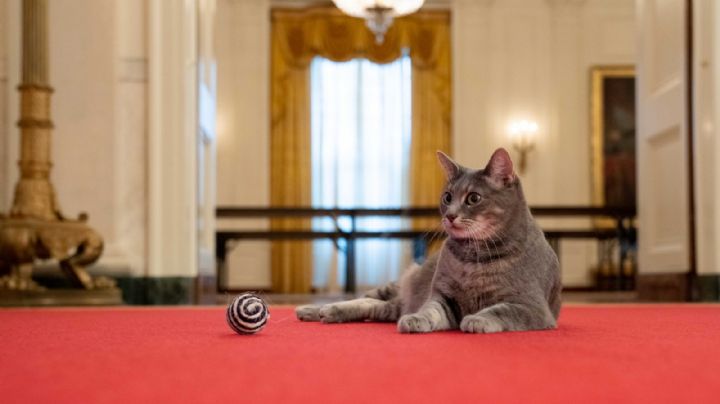 Conoce a Willow, la nueva mascota de la Casa Blanca