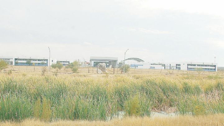 Invade tule arroyos; temen se desborden
