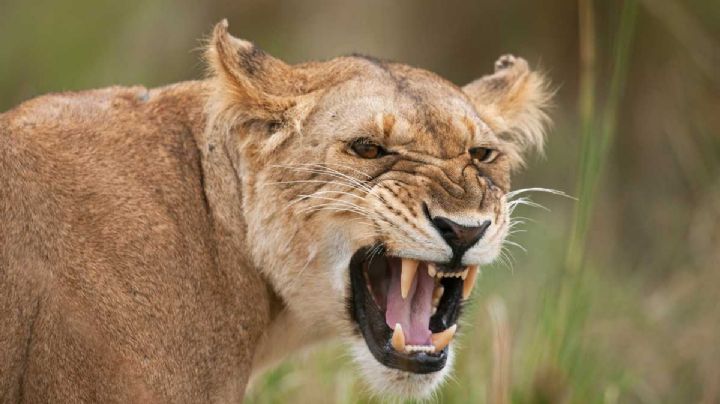 Leona despedazó al guardián del zoológico y escapa junto a su pareja