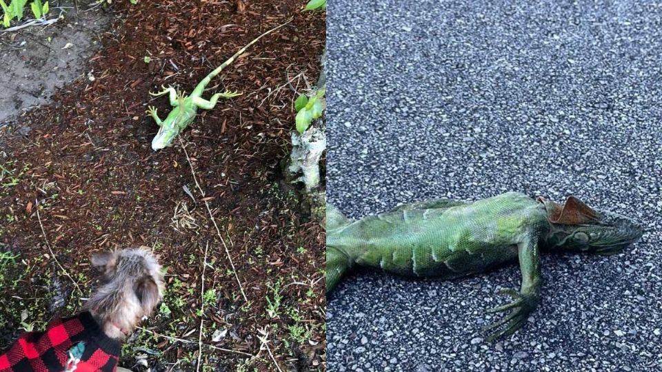 En redes sociales han estado compartiendo imágenes de lo sucedido, en las mismas se pueden ver varias iguales inmóviles en el suelo