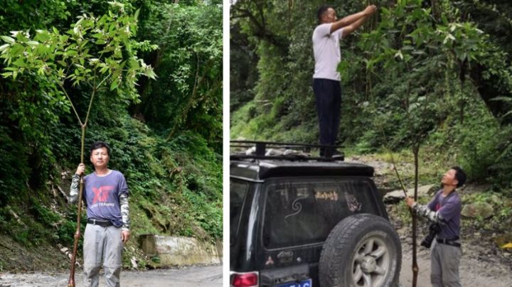 Increíble tamaño: Descubren la Begonia gigante más grande del mundo