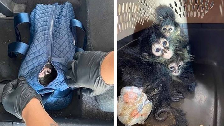 Detectan a familia de changuitos que querían cruzar ilegalmente en el puente internacional