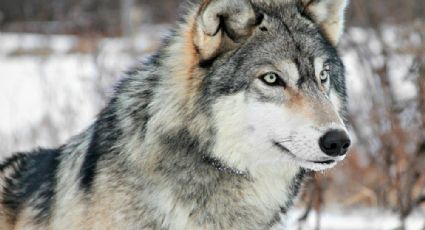 (Video) Lobo se escapa de su hábitat en zoológico; se quería comer a los antílopes