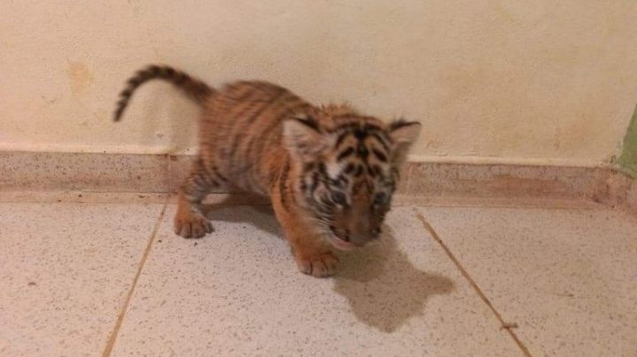 Un tigre de Bengala cachorro fue asegurado en el aeropuerto de Mérida