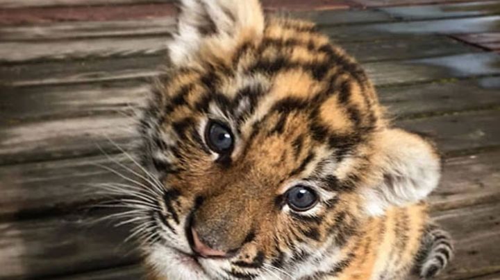 Incautan a cachorro de tigre que enviaron por paquetería; viajaba en una caja de madera. VIDEO