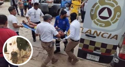 Perro pitbull que le arrancó el brazo a ladrón no será sacrificado