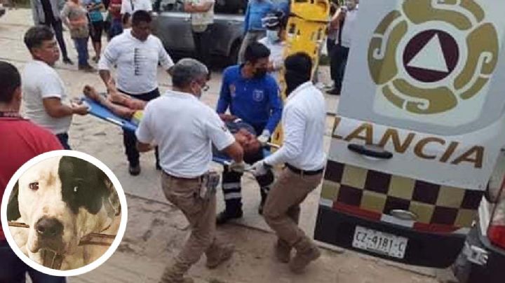 Perro pitbull que le arrancó el brazo a ladrón no será sacrificado