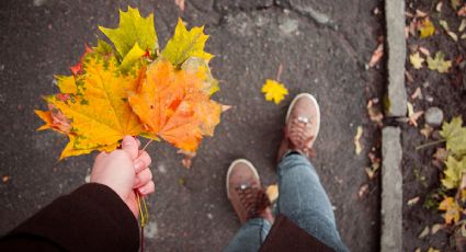 ¿Qué plantas se pueden sembrar en otoño? Estas son las mejores