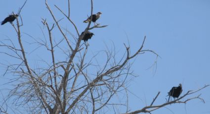 Aves de rapiña: animales majestuosos bendecidos por la sequía