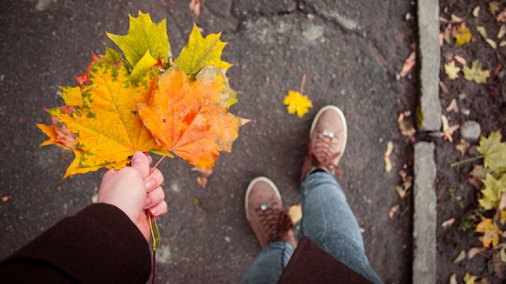 ¿Qué plantas se pueden sembrar en otoño? Estas son las mejores