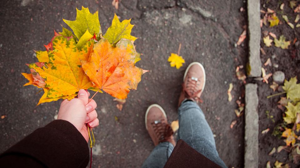 Te compartimos cuáles son las mejores plantas para sembrar en otoño