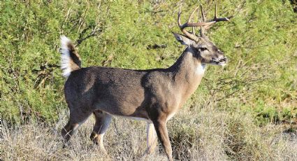 Caza de venado cola blanca: adelantan registro en Tamaulipas y Nuevo León