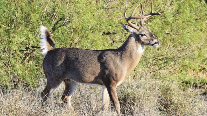 Inició temporada de cacería del venado cola blanca en Tamaulipas