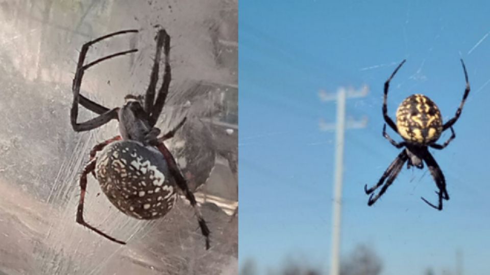 Siguen saliendo arañas aterradoras en varias colonias de Nuevo Laredo