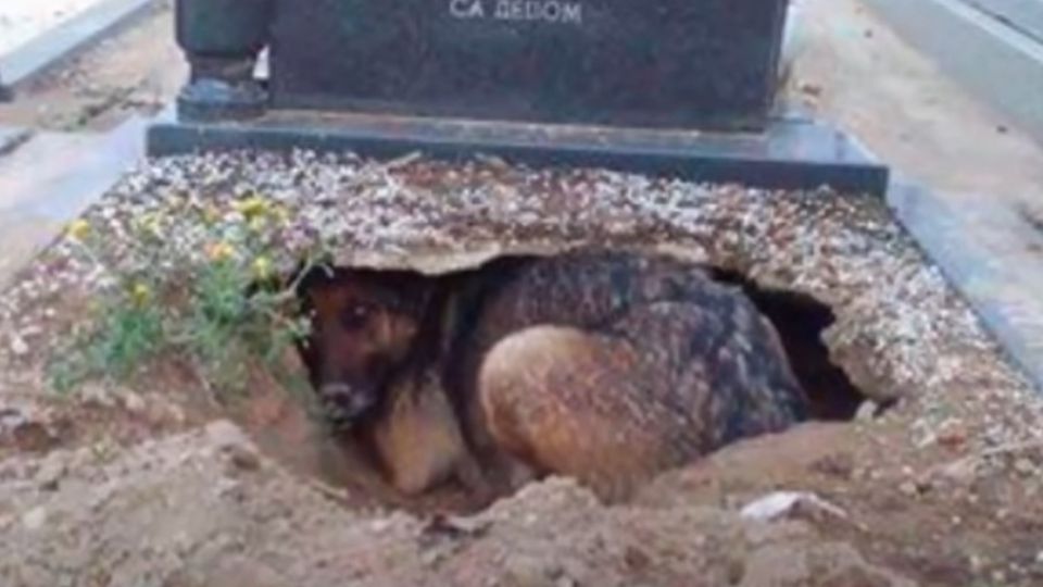 Lo que hizo este perrito con su dueño ha dejado atónitos a miles en la red