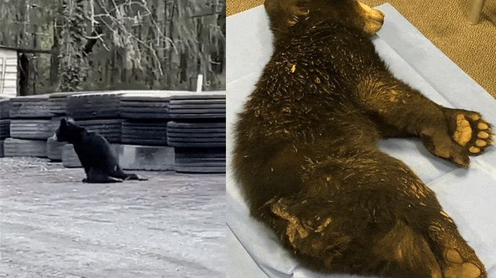 Rescatan a osito que recibió disparos en Nuevo León; tiene daño medular