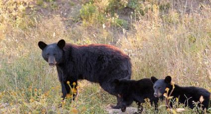 Atropellan a oso en carretera de Nuevo León | VIDEO