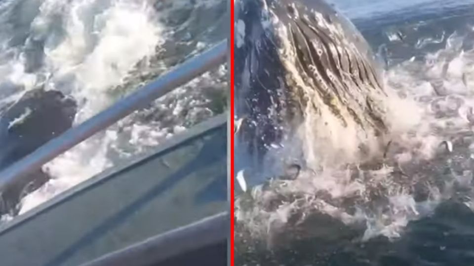 La ballena jorobada saltó muy cerca de los pescadores