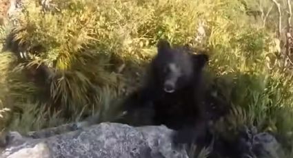 ¡Aterrador! Oso negro ataca a joven en pleno barranco | VIDEO