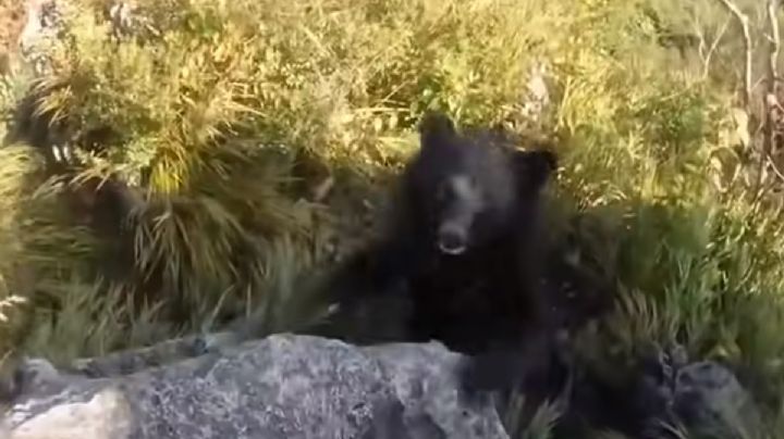 ¡Aterrador! Oso negro ataca a joven en pleno barranco | VIDEO