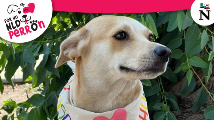 'Por un NLD perrón', rescatemos a los perros de la calle