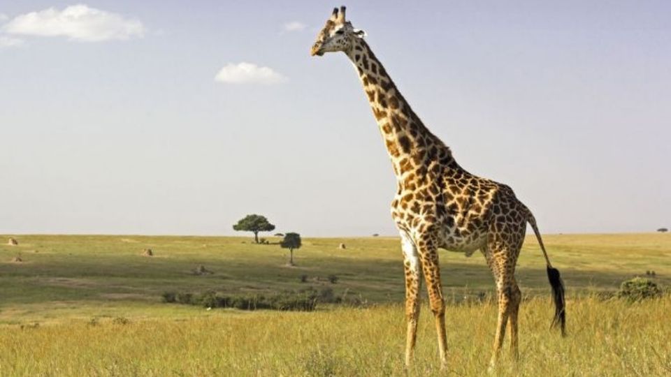 Hasta el momento se desconoce por qué el animal atacó a la madre y su hija.