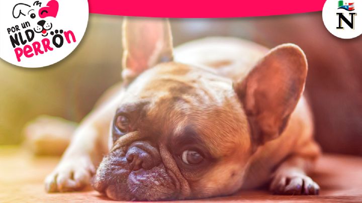 Consejos para encontrar a tu perro perdido en Nuevo Laredo