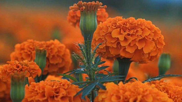 China inunda de su cempasúchil a México; así lo puedes diferenciar de la flor original