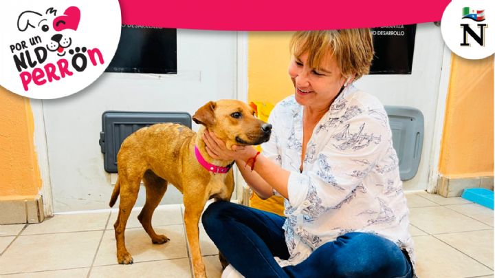 Después de una vida de maltratos, la perrita 'Lomito' consiguió un hogar y mucho amor