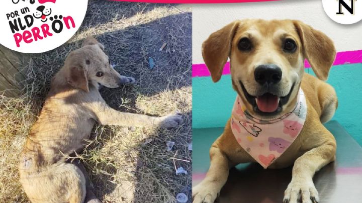 Perrita fue salvada de morir congelada en la carretera Anáhuac; ahora busca hogar