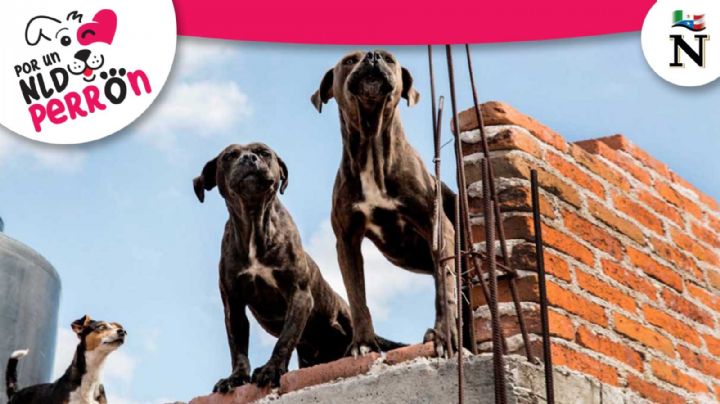 ¿Tienes perritos en la azotea?; la ley lo prohíbe y podrían multarte