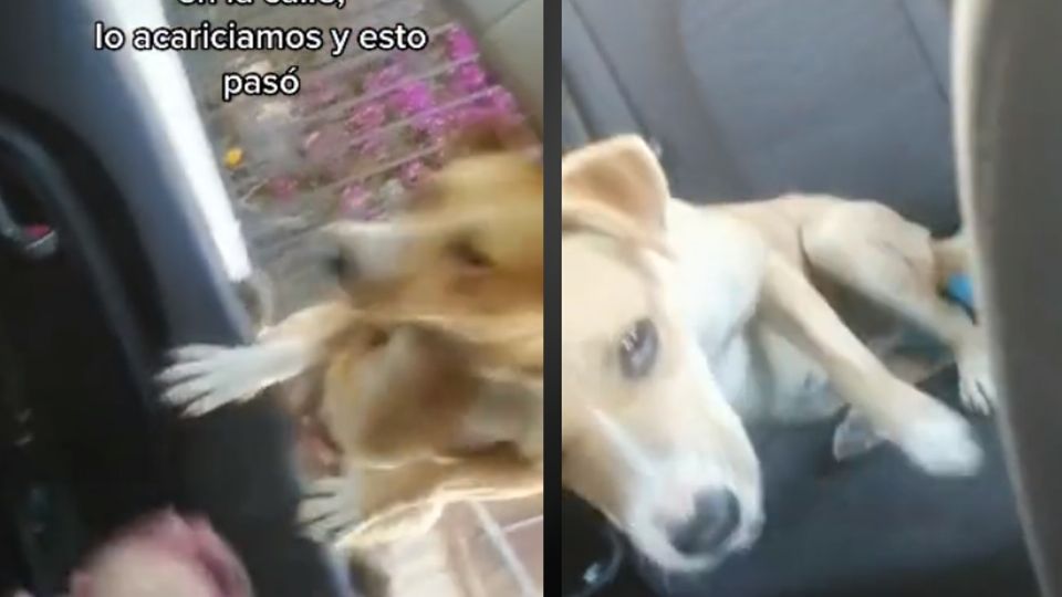 El perrito de calle sorprendió a la conductora al subir al auto por la ventana del copiloto