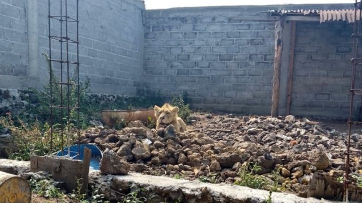 Policías hallan a un león desnutrido durante búsqueda de albañil desaparecido