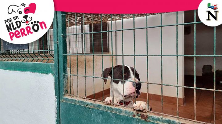 ¿Qué puedes hacer si la perrera se lleva a tu lomito?