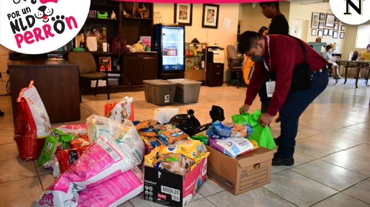 ¡Apoya a los perritos! Cómo donar a la Asociación Protectora de Animales