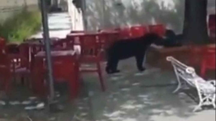 Osito se roba la mochila de un estudiante de la Universidad de Nuevo León | VIDEO