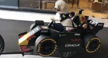 'Checo' Pérez conocerá a su fan más perrón previo al GP de México | VIDEO