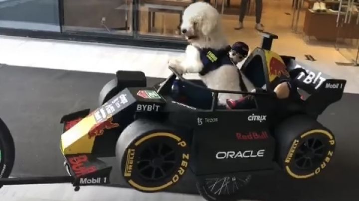'Checo' Pérez conocerá a su fan más perrón previo al GP de México | VIDEO