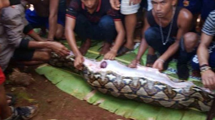 Atrapan a serpiente pitón gigante con el cadáver de una mujer en el interior | VIDEO
