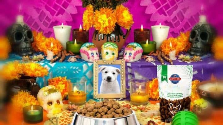 Mascotas difuntas: recuerdan en Saltillo a sus fieles amigos con ofrendas