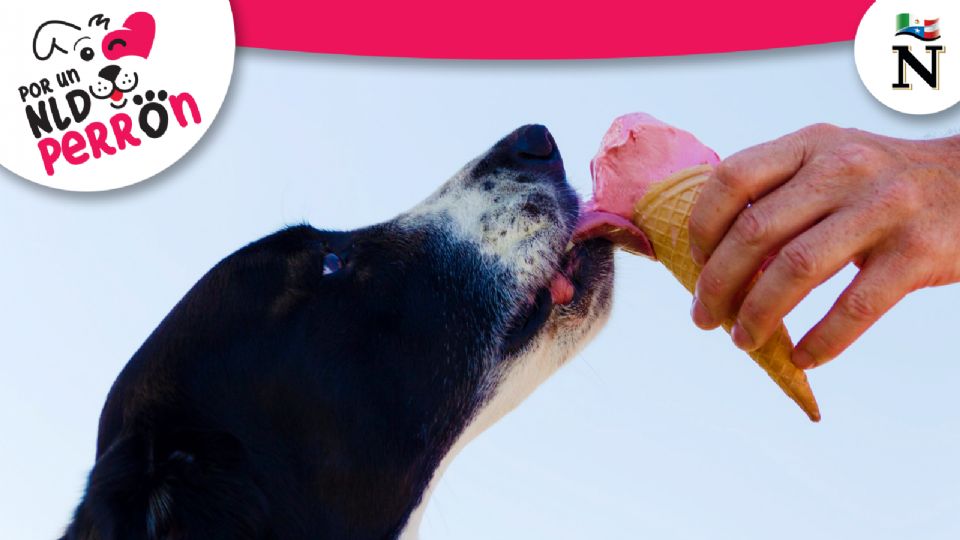 Algunos alimentos resultan sumamente tóxicos para tu perro.