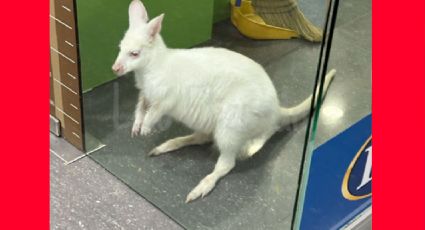 Canguro albino es visto en una tienda de mascotas de Monterrey