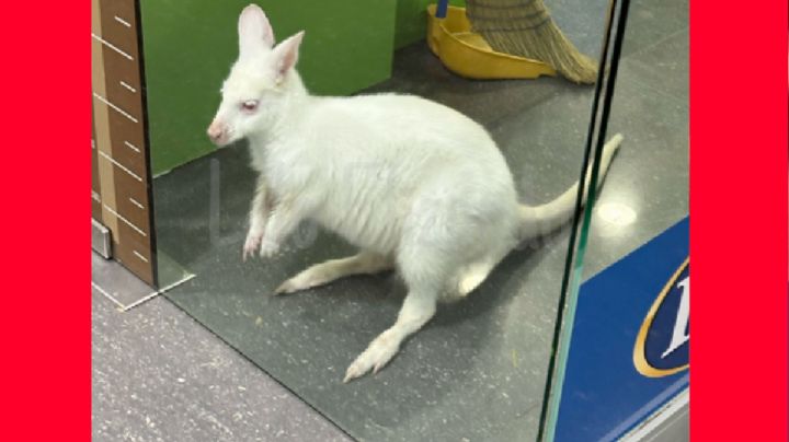 Canguro albino es visto en una tienda de mascotas de Monterrey