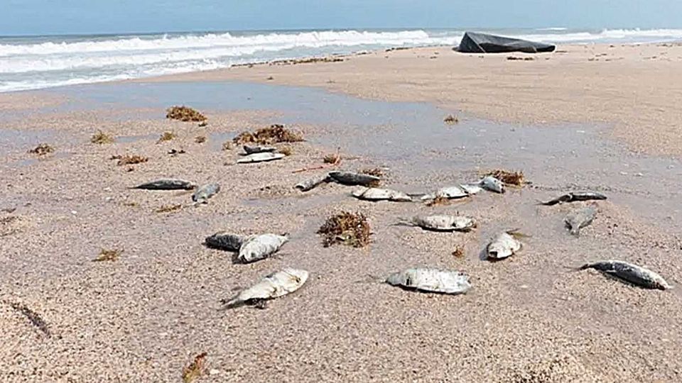 La marea roja produce estragos en las especies marinas