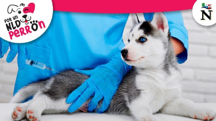Vacunar a tu perros es una obligación; cuáles debes ponerle y a qué edad
